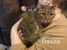 Dasza
